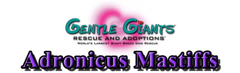 Adronicus Mastiffs at Gentle Giants Rescue and Adoptions
